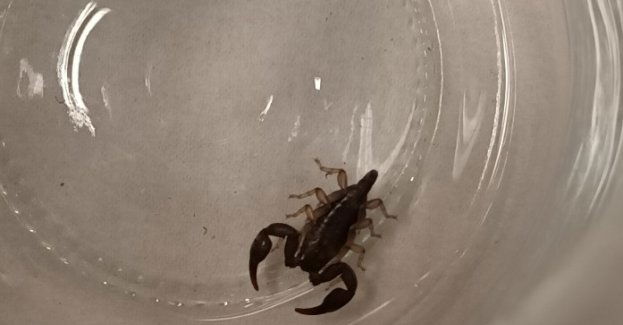 Skorpion wybrał się w podróż na gapę z Chorwacji do Polski