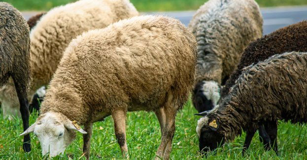 Obowiązkowe szkolenia dla hodowców na temat pryszczycy