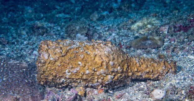 Polscy nurkowie odkryli w Bałtyku wrak wypełniony butelkami szampana i wody mineralnej
