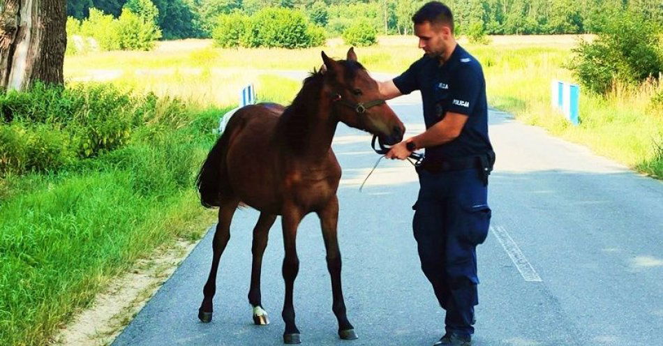 zdjęcie: Nietypowa interwencja policjantów. zatrzymali…spłoszonego konia. / fot. KPP w Środzie Śląskiej