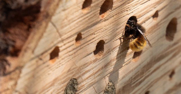 Na Pszczelej wyspie z projektu zamieszkują już pierwsze owady