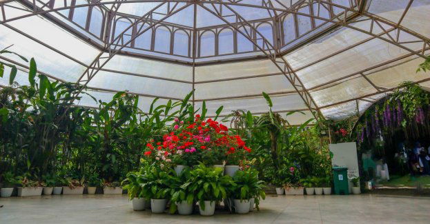 W Ogrodzie Botanicznym UJ otwarto oranżerię z roślinami tropikalnymi