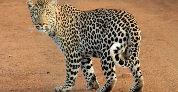 W zoo urodziły się lamparty perskie – to jeden z najrzadszych podgatunków lamparta