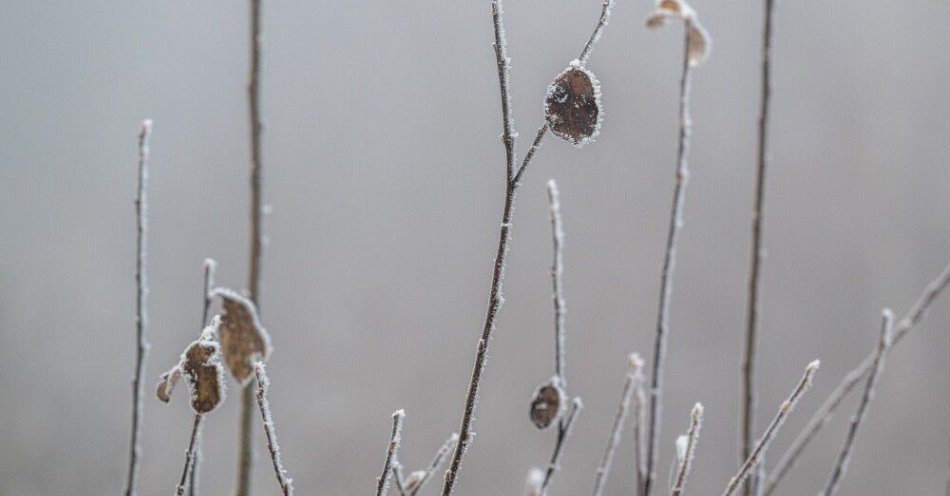 zdjęcie: IMGW ostrzega przed przymrozkami w dwunastu województwach / Korytniki, 03.12.2024. Pokryta szronem roślinność w Korytnikach (Podkarpacie), 3 bm. PAP/Darek Delmanowicz