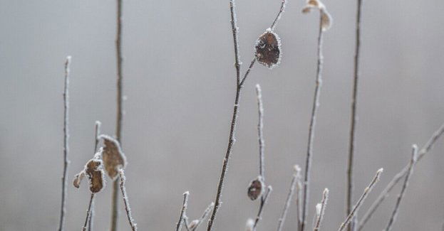 IMGW ostrzega przed przymrozkami w dwunastu województwach