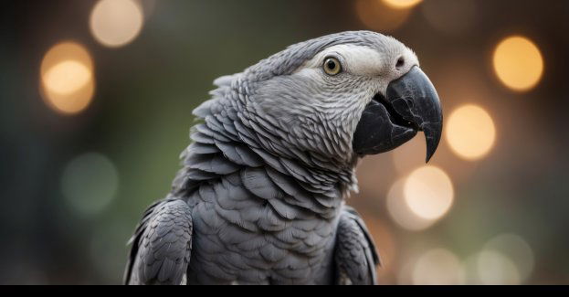 Papuga żako zatrzymana na granicy