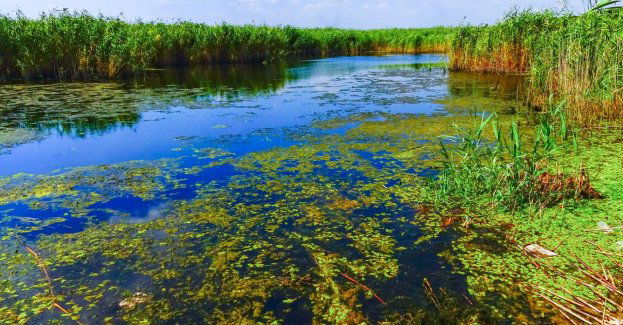 Renaturyzacja delty Nidy przywróciła naturalne siedliska i rzadkie gatunki
