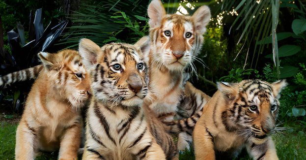 We wrocławskim zoo zaprezentowano imiona czterech młodych tygrysów sumatrzańskich
