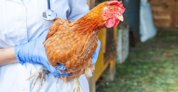 U padłych kur wyrzuconych w lesie potwierdzono ptasią grypę