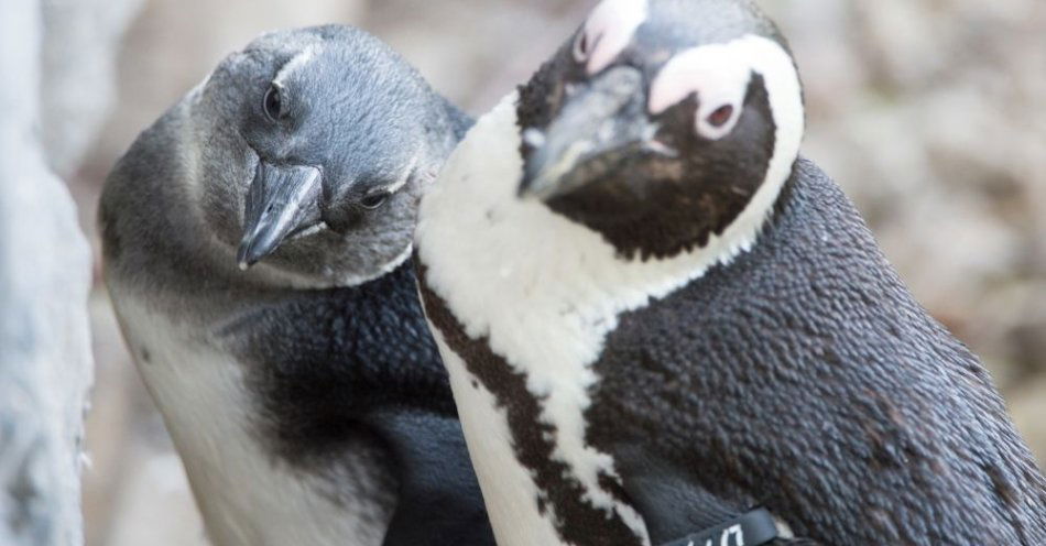 zdjęcie: W zoo wykluły się cztery pingwiny przylądkowe / fot. PAP