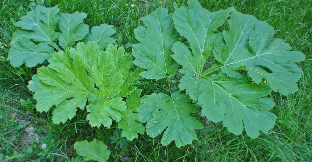 Groźna roślina atakuje mieszkańców Łodzi