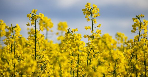 Na placu zabaw zamiast trawy wyrośnie... rzepak