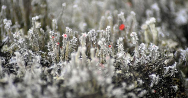 IMGW wydał ostrzeżenie o przymrozkach w regionie