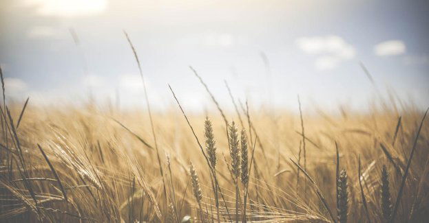 Chleb na zakwasie, dawne smaki Torunian i gość specjalny, czyli kulinarny weekend w Centrum Nowoczesności Młyn Wiedzy