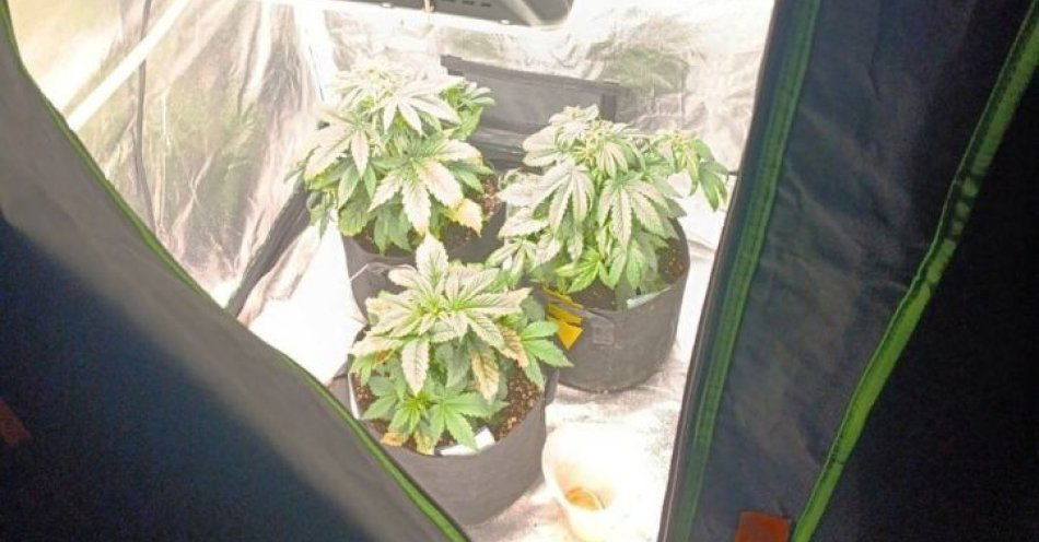 zdjęcie: Mężczyzna z gminy Piekoszów miał namiot do uprawy konopi / fot. KMP Kielce