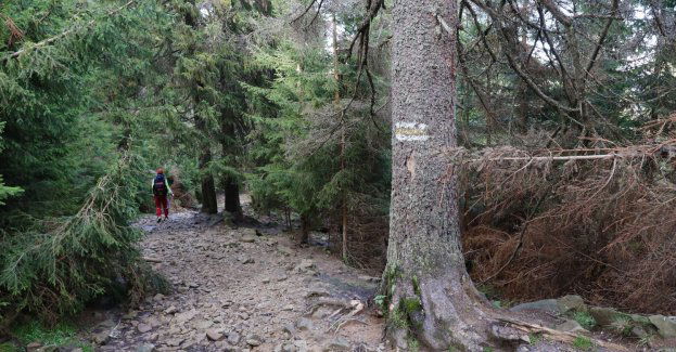 Warunki na szlakach dobre; po deszczach miejscami ślisko