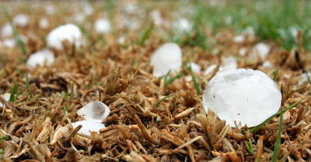 Sejmik przyznał 300 tys. zł na zasiłki dla poszkodowanych sadowników