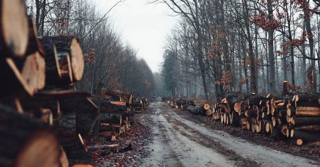 Policjanci zatrzymali trzech mężczyzn, którzy zastrzelili będącą w okresie ochronnym samicę łosia
