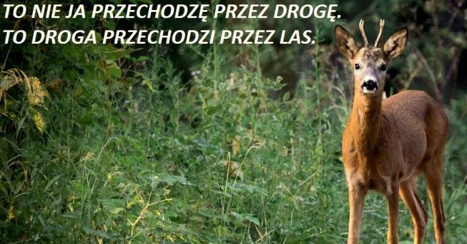 zdjęcie: Drogi też prowadzą przez terytoria zwierząt / fot. KPP Kluczbork