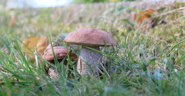 Skansen s karmi lasw Sierpcu organizuje kulinarny konkurs pod hasłem „Czym na”