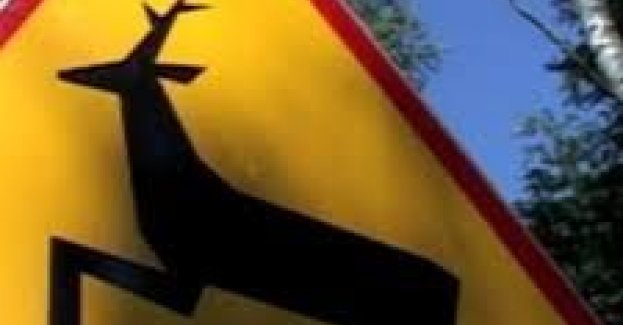 Uwaga! Zwierzyna leśna na drodze!