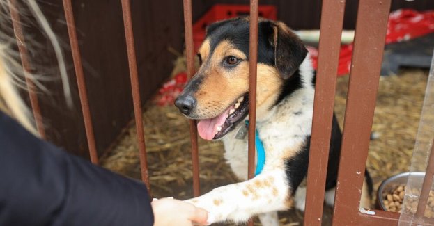 Zarządca schroniska dla zwierząt: jeżeli będzie standaryzacja, to znikną patoschroniska