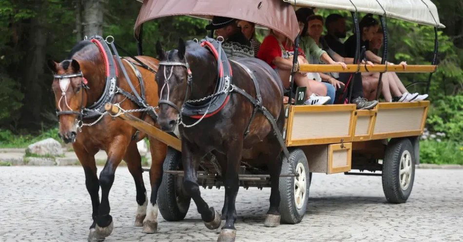 zdjęcie: Związek hodowców koni za utrzymaniem transportu konnego do Morskiego Oka / Polana Włosienica, 19.06.2026. Badanie koni na Polanie Włosienica w Tatrach, 19 bm. Rozpoczęły się okresowe badania stanu zdrowia koni pracujących na drodze do Morskiego Oka, mające na celu sprawdzenie kondycji zwierząt przed letnim sezonem turystycznym. (jm) PAP/Grzegorz Momot