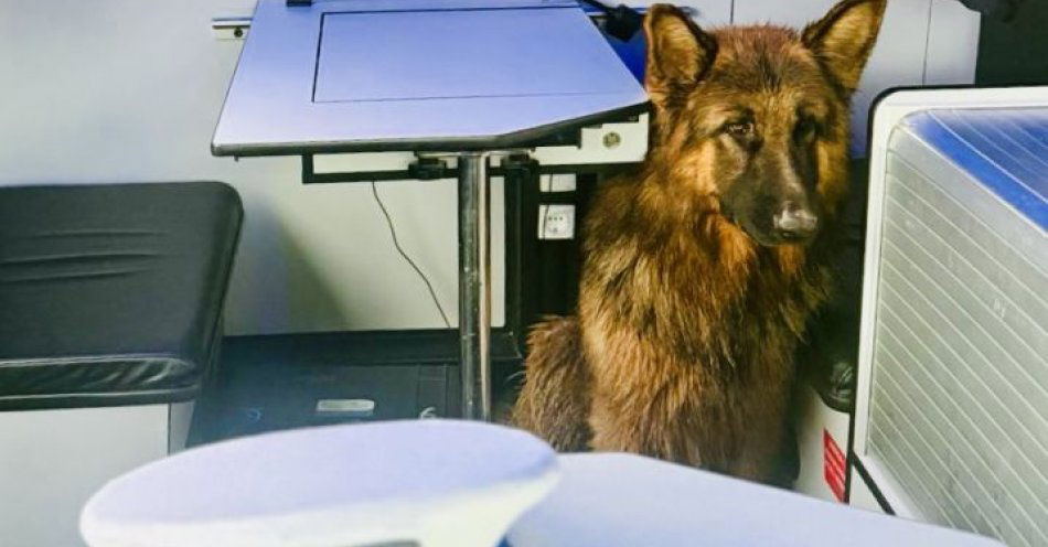 zdjęcie: Owczarki uciekły na trasę S6. Policjanci uratowali dwa psy / fot. KMP w Słupsku