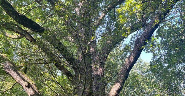 Zielony Stróż Lasu Kuźnickiego – Dąb Strażnik nowym pomnikiem przyrody