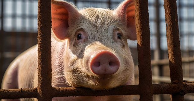 Piąte ognisko ASF w regionie