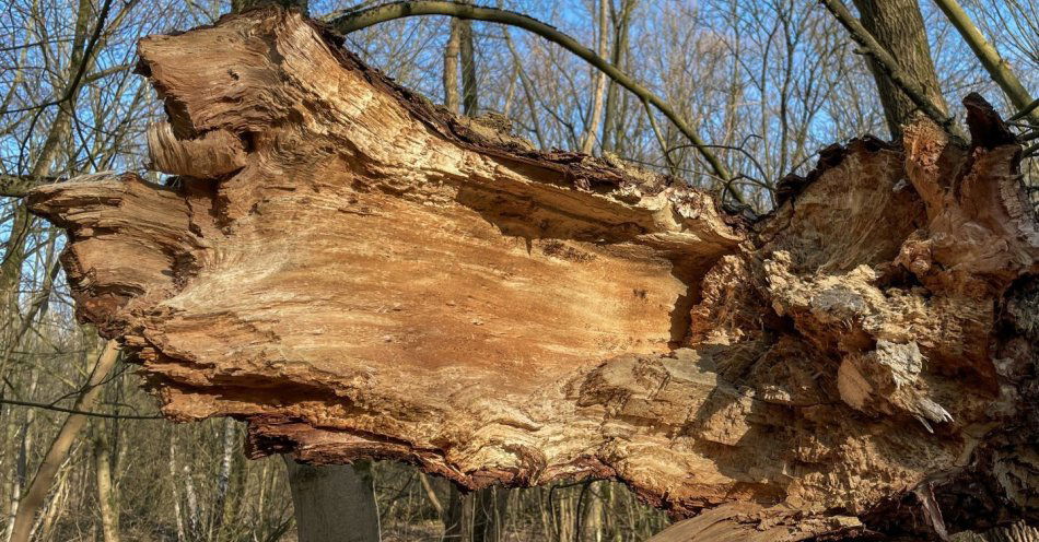 zdjęcie: Podczas wichury drzewo przygniotło rowerzystkę, kobieta zginęła / v41436749