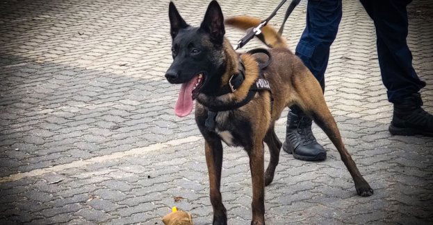 Gucio pomógł odnaleźć 49-latka, który uszkodził lusterko spycharki i przyczepę kempingową