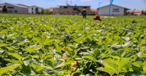 Bez pomocy rządowej sadownikom i ogrodnikom grozi bankructwo
