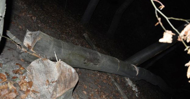 Mężczyzna przygnieciony przez drzewo trafił do szpitala