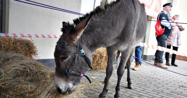 Pierwszy gminny finał Wielkiej Orkiestry Świątecznej Pomocy za nami