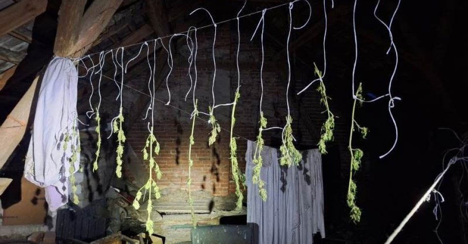zdjęcie: Na strychu suszył marihuanę na sznurku od prania / fot. KPP w Miliczu