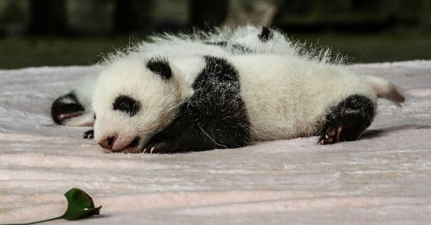 Do zoo sprowadzono pandę małą