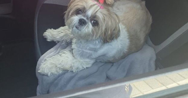 Zostawiłam psa tylko na chwilę - tak tłumaczyła się kobieta, która poszła na zakupy, a pies został w samochodzie, na pełnym słońcu