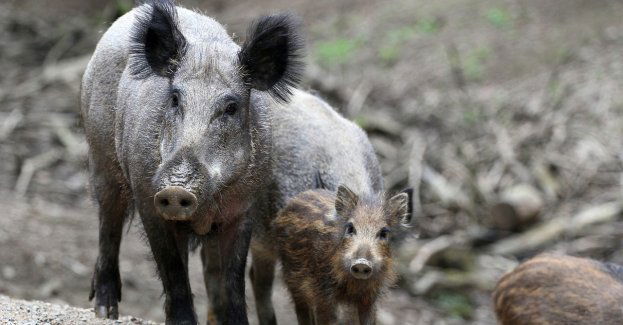 W czwartek zbierze się sztab kryzysowy wz. z martwymi dzikami zarażonymi ASF