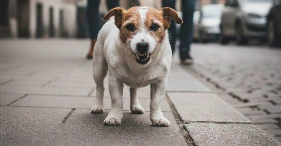 zdjęcie: Niepilnowany Jack Russell zaatakował spacerujących w Nowym Tomyślu / fot. KPP Nowy Tomyśl