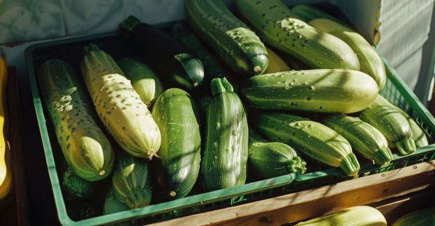 Plony z miejskiej farmy trafiają do żłobków i DPS-ów
