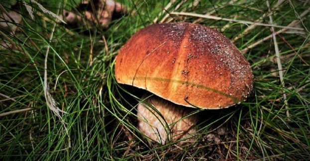 Bezpieczne grzybobranie Porady policji przed wyjściem