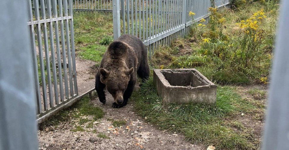 zdjęcie: Niedźwiedź zabrany z posesji w Kłomnicach trafił do ZOO / fot. KMP w Częstochowie