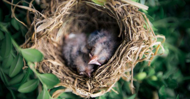 42-latek odpowie przed sądem za zniszczenie gniazda jaskółek; jedna z pierwszych spraw w Polsce