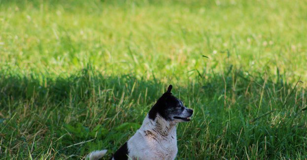 W niedzielę odbędzie się Marsz Kundelków