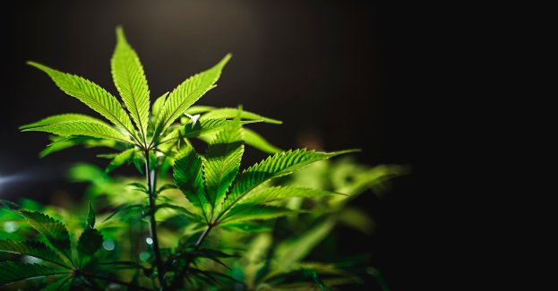 Miała być pokaźna uprawa, a było zatrzymanie i zarzuty