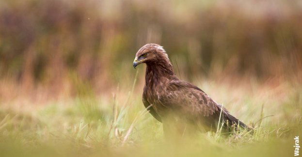 Polana Białowieska już bezpieczna? Sąd wstrzymuje plany dewastacji cennego obszaru