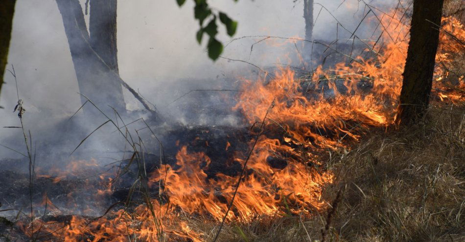 zdjęcie: Jedna osoba poparzona, druga ukarana mandatem - skutki wypalania traw / v38521888