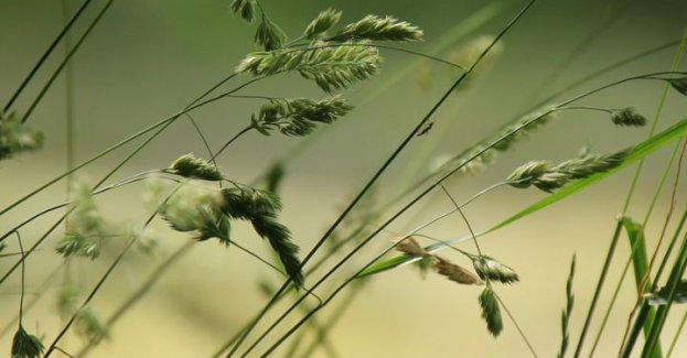 Trawa w przestrzeniach miejskich znów będzie koszona rzadziej