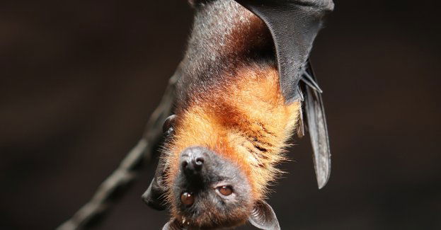 Ponad 4 tys. nietoperzy zimuje w podziemnym kanale burzowym